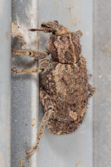 Listroderes difficilis