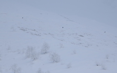 Lyrurus mlokosiewiczi