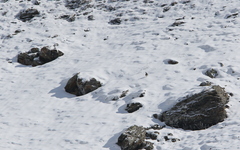 Tetraogallus caucasicus