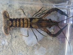 Procambarus lagniappe
