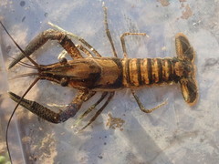 Procambarus lagniappe