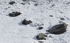 Tetraogallus caucasicus