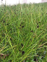 Juncus phaeocephalus