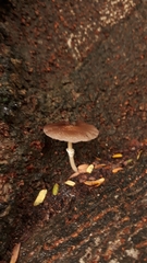 Candolleomyces tuberculatus
