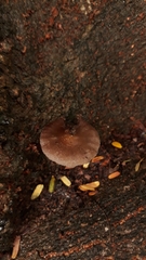 Candolleomyces tuberculatus