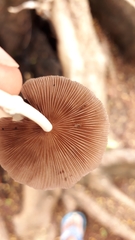 Candolleomyces tuberculatus