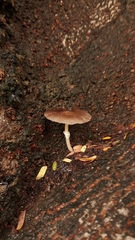 Candolleomyces tuberculatus