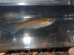 Fundulus dispar