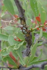 Prosopocera lactator