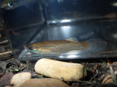 Fundulus dispar