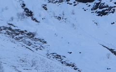 Lyrurus mlokosiewiczi