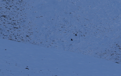 Caucasian Snowcock (Tetraogallus caucasicus), photo 4