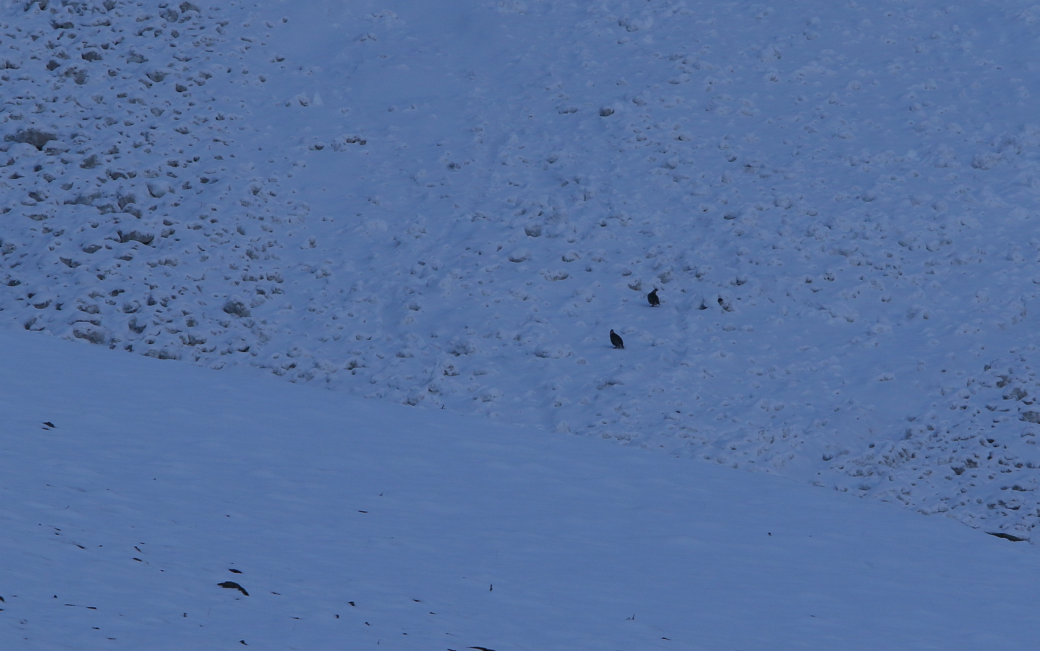 Caucasian Snowcock (Tetraogallus caucasicus), photo 6