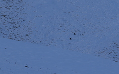 Tetraogallus caucasicus