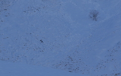 Tetraogallus caucasicus