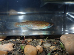 Fundulus dispar