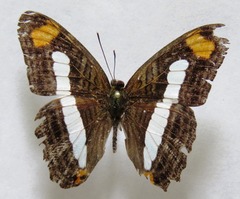 Adelpha iphicleola iphicleola