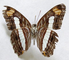 Adelpha iphicleola iphicleola