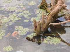 Ludwigia sedoides