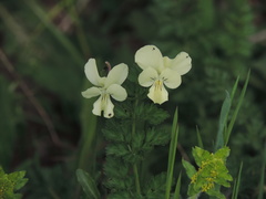Viola etrusca