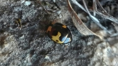 Ceratomegilla alpina