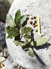 Quercus clivicola