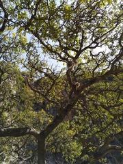 Quercus clivicola