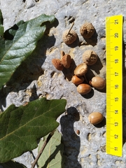 Quercus clivicola