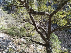 Quercus clivicola