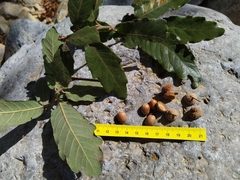 Quercus clivicola
