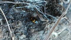 Ceratomegilla alpina