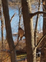 Buteo lineatus lineatus
