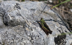 Stenobothrus rubicundulus