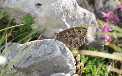 Hipparchia volgensis