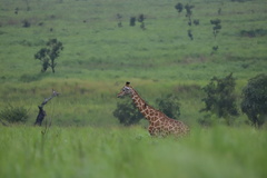 Giraffa camelopardalis antiquorum