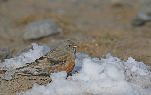 Alpski popić (Prunella collaris)