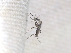Aedes berlandi