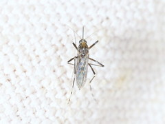 Aedes berlandi