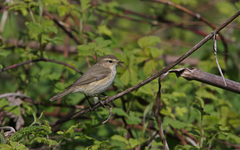 Phylloscopus sindianus