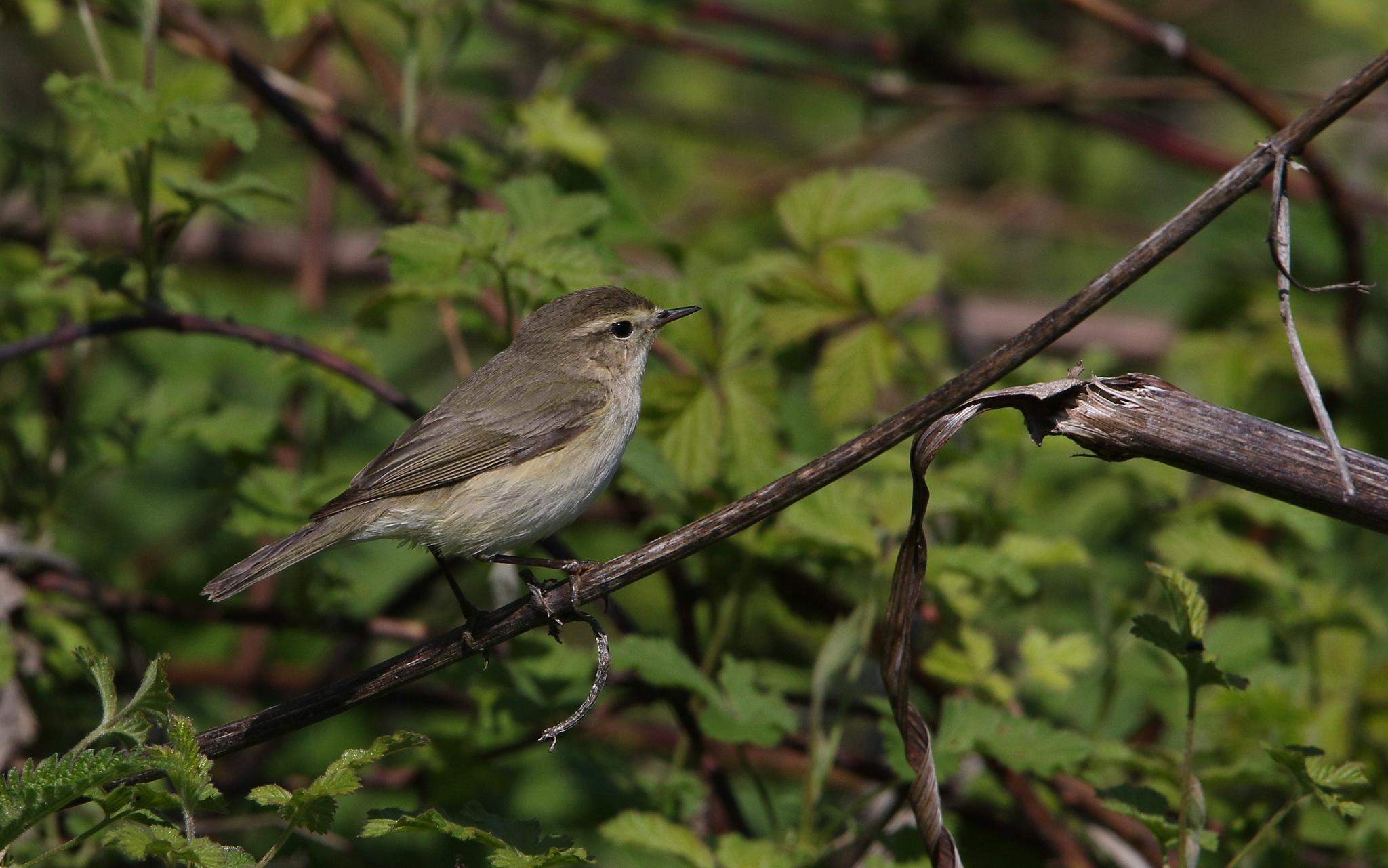 Mountain Chiffchaff