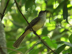 Myiarchus tuberculifer