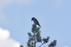 Loxia pytyopsittacus