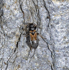 Ischnocoris angustulus