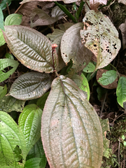 Triolena scorpioides