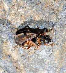 Ischnocoris flavipes