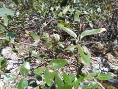 Quercus saltillensis