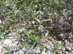 Quercus saltillensis