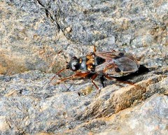 Ischnocoris flavipes