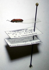 Melanocoryphus tristrami