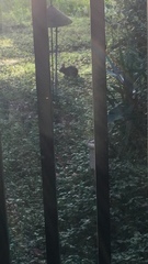 Sylvilagus palustris